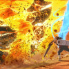 Naruto Shippuden: Ultimate Ninja Storm 4 Steam Key GLOBAL Naruto Shippuden: Ultimate Ninja Storm 4 Steam Key GLOBAL