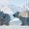 Planet Zoo: Arctic Pack - Steam Key - GLOBAL Planet Zoo: Arctic Pack - Steam Key - GLOBAL
