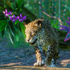 Planet Zoo: South America Pack (PC) - Steam Key - GLOBAL Planet Zoo: South America Pack (PC) - Steam Key - GLOBAL