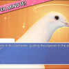Hatoful Boyfriend Steam Key GLOBAL Hatoful Boyfriend Steam Key GLOBAL