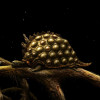 Samorost 3 Cosmic Edition Steam Key GLOBAL Samorost 3 Cosmic Edition Steam Key GLOBAL