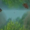 European Fishing Steam Key GLOBAL European Fishing Steam Key GLOBAL