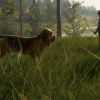 theHunter: Call of the Wild - Bloodhound (PC) - Steam Key - GLOBAL