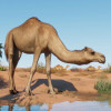 Planet Zoo: Arid Animal Pack (PC) - Steam Key - GLOBAL Planet Zoo: Arid Animal Pack (PC) - Steam Key - GLOBAL