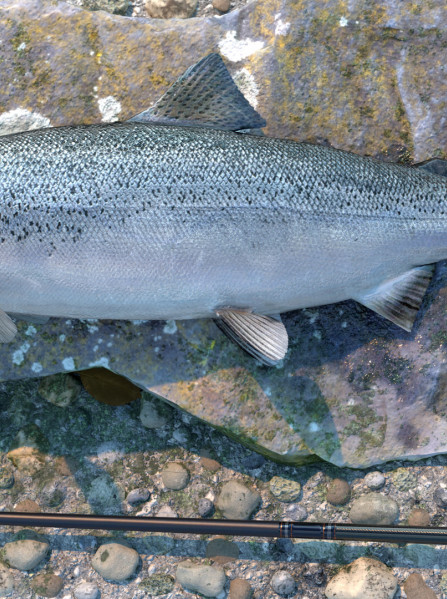 Professional Fishing: Sakura Ryokan Spinning (PC) - Steam Key - GLOBAL