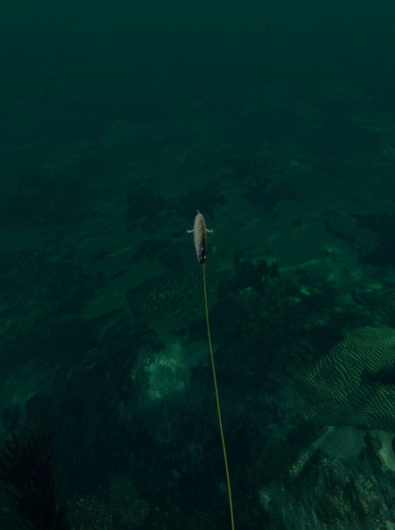 Ultimate Fishing Simulator: Florida (PC) - Steam Key - GLOBAL